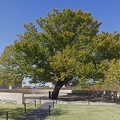 317-1804--1809 OKC Memorial Survivor Tree Panorama